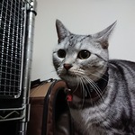 junrei717さま　専用P🐈ありがとうございます★