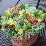【送料込】ジャンクなピンク缶寄せ植え★多肉★多肉植物★寄せ植え★カット苗★抜き苗が未だ⁉️