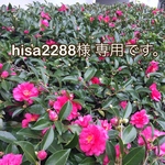 hisa2288様 専用ページです。