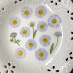 ヒメジオン(押し花)