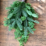 クリスマススワッグベース♡フレッシュモミの木と薩摩杉