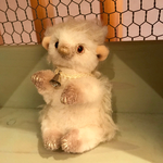 ハリネズミ(アルビノ)