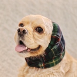 中型犬用 スヌード フリース 緑×紺チェック柄