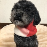 わんちゃんマフラー わんちゃんスヌード 