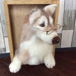 穏やかハスキー❣️