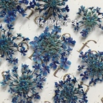 レースフラワーのドライフラワー magical blue gradation