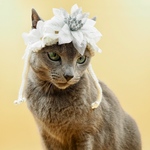 再販【猫用 花冠】冬の妖精さん花冠