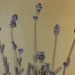 押し花素材 ラベンダー