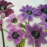 押し花素材。アネモネフルゲンス