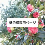 【魅依様専用】
