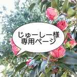 【じゅーしー様専用】