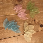 送料無料☆スケルトンリーフ4色20枚