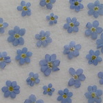 ♬押し立て♬　忘れな草（モナミブルー）　20輪。。。押し花素材