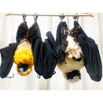 いちご様専用  ダイトウオオコウモリ3匹