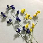 6本入りスイートピー イエローパープル＊ドライフラワー