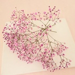 カスミソウ・桜・・ 5g