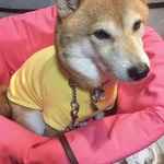 【りんごちゃん専用】わんだめベッドカバー