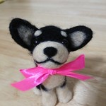ご予約のスムースチワワちゃん(*^^*)