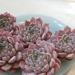 ⭐️Kさまオーダー⭐️アリスブルー⭐️パクさん苗⭐️花歌農場⭐️