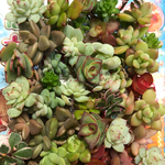 ♡大人気エケベリア♡綺麗、紅葉中♡カット苗、 多肉カット苗セット、多肉寄せ植え、カット苗アソート