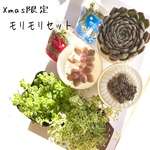 Xmas限定♡リース鬼っちと多肉モリモリセット