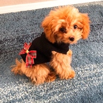 犬服 リボン付き＊タートルネックセーター