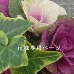 【ｍ様専用ページ】