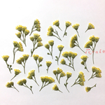 ソリダスター 押し花 素材