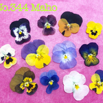♡押し花素材♡ビオラ♡♡