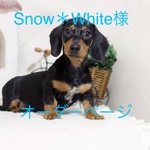 羊毛フェルト ハンドメイド  Snow＊White 様 オーダーページ