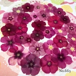 ♡new♡作家様必見♡ ♡赤花処理済み♡ ♡人気のフロックス♡押し花セット