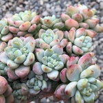 人気種 多肉植物  ✴︎クラバツム群生✴︎