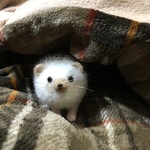 ハリネズミ