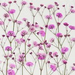 押し花素材(染めカスミソウ)