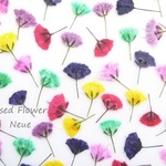 押し花素材 ： かすみ草 - 着色 -　【 プチ押し花シリーズ 】