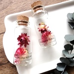 植物標本　Botanical Collection■No.1-C ヘリクリサム　ナチュラルピンク-バーカンディ