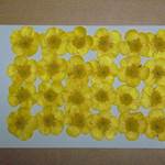 押し花商品【キンポウゲ　２４輪】