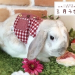 うさぎ用ハーネス【アシメチェック赤】