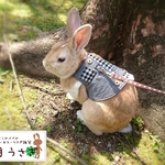 うさぎ用ハーネス【アシメチェック黒】