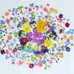 押し花素材  小花アソート
