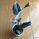 ゴムの木 斑入り 観葉植物 インテリア 根付き苗 送料無料 金運アップ 風水