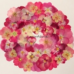 337.押し花アソート〜ピンク系 ビオラ ジュリアン 押し花素材