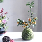 ラスト1つ★キンズカンの苔玉