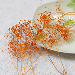 かすみ草　カスミ草　プリザーブド　オレンジ