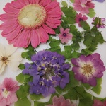 ピンクのガーベラとその他の押し花素材
