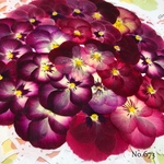 ♡new♡作家様必見♡ ♡赤花処理済み♡ ♡人気のビオラ♡押し花セット