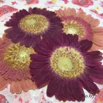 ♡new♡作家様必見♡ 人気のガーベラがいっぱい♡ 押し花セット