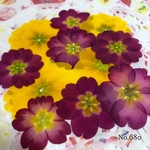 ♡new♡ 作家様必見 ☆可愛いジュリアン☆ 押し花セット