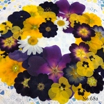 ♡new♡ 送料無料！¥1000 ♡たっぷり押し花セット♡