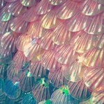 ○aoiminami様   専用ページ